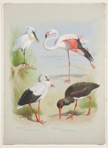 Spoonbill, flamingo and storke, c.1915 (akvarel a tělová barva přes tužku na papíře) od Archibald Thorburn