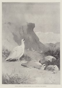 Sportovní předměty, domov Ptarmiganů od Archibald Thorburn