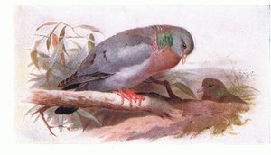 Stock Dove, from Birds of the British Isles and Their Eggs publikoval Frederick Warne & Co Ltd, 1958