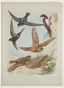 Swift, cca 1915 (akvarel a tělová barva přes tužku na papíře) od Archibald Thorburn