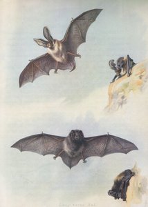 Barbastelle od Archibald Thorburn