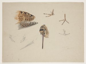 Zobák, tlapky a křídlo sluky lesní, cca 1915 (akvarel a tělová barva přes tužku na papíře) od Archibald Thorburn