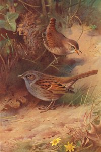 Wren, Hedge-Sparrow (barevná litografie) od Archibald Thorburn