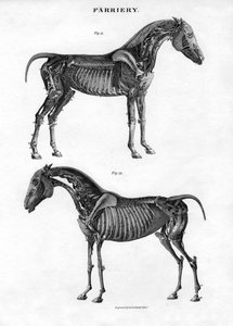 Anatomie koně, 19. století.