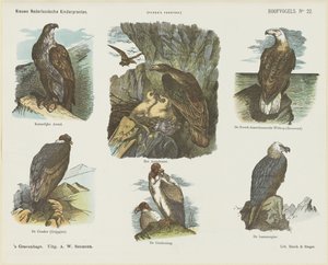 Birds of Prey (název na objektu) Nové holandské dětské tisky (název série na předmětu) Funkeho tisky (název série na objektu) od Arie Willem Segboer