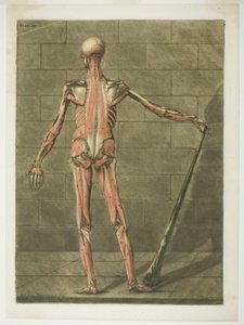 Zadní pohled na svalnatého muže, deska 9 z Kompletního kurzu anatomie