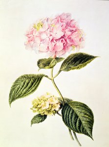 PD.64-1975 Hydrangea hydrangea