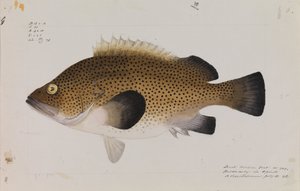 Východní Wirra, Acanthistius ocellatus od Arthur Bartholomew