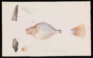Silver Dory, Cyttus australis od Arthur Bartholomew