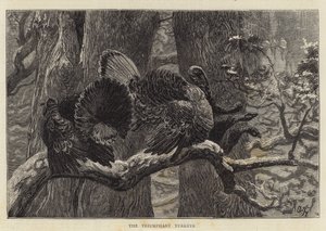 Vítězné krůty od Arthur Boyd Houghton
