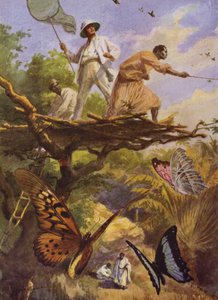 Krásní motýli: Chytání Urania Rhiphoeus na Madagaskaru (barva litho) od Arthur Twidle