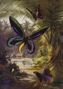Krásní motýli: Troides Alexandrae, největší ze všech motýlů (barva litho)