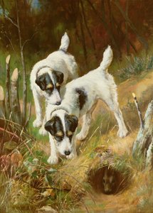 Teriéři Králičí od Arthur Wardle