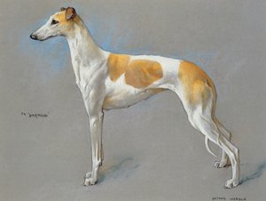 Bílá a plavá šampionka greyhound fena 