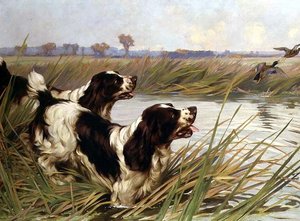 Dva Springers honí kachny divoké od Arthur Wardle