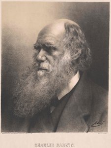 Charles Darwin od Artist Unknown