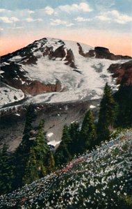 Avalanche Lilies, rostoucí na Mount Rainier, c1916