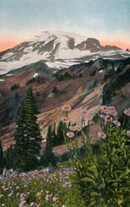 Purple Assters, v národním parku Mount Rainier, c1916 od Asahel Curtis