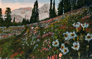 Sasanka v národním parku Mount Rainier, c1916 od Asahel Curtis