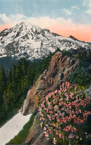 Primrose on Mount Rainier, c1916
