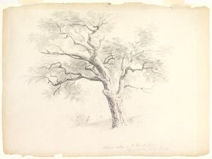 Chestnut Oak on the Hosack Estate, Hyde Park, New York s pěti postavami a kresbou umělce, 1838 (grafit na papíře) od Asher Brown Durand