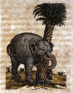 Slon se tře o kmen palmy Rytina z díla Athanasia Kirchera (1601 - 1680), jezuity, orientalisty a učence. od Athanasius Kircher