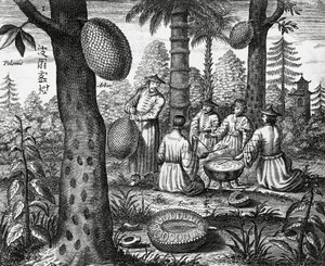 Čínské ovoce (Arbor polomie, čínská papája), rytina z čínských památek od Athanasius Kircher