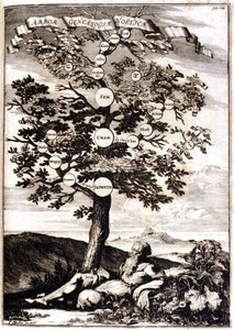 Genealogický strom Noe d