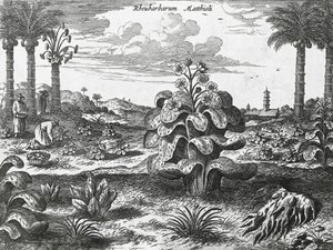 Rebarbora rostlina, rytina z čínských památek od Athanasius Kircher