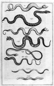 Hadi, 1675. od Athanasius Kircher