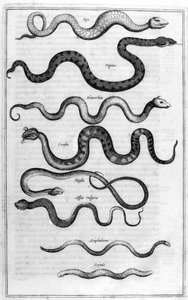 Druhy hadů, z Arca Noe od Athanasius Kircher