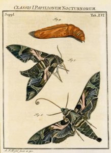 Motýl Daphnis neri / Rösel v. R. od August Johann Rösel von Rosenhof