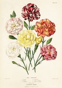Odrůdy stromových karafiátů, Dianthus caryophyllus: Ariadne 1, Beauty 2, Garibaldi 3, Perfection 4, Queen of White 5, Queen of Yellow 6 od Augusta Innes (after) Withers