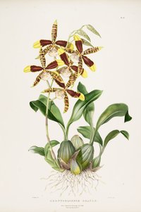 velké Rossioglossum