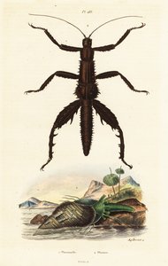 Trnitá vycházková hůl ďábla a krunýř australského bažanta. od Auguste Dumenil