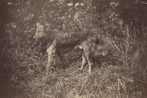 Studie psa, konec 70. let 19. století (foto) od Auguste Giraudon