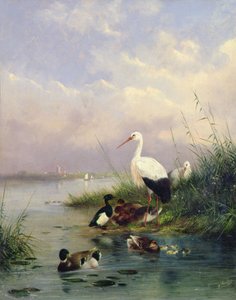 Rodina divokých kachen, dva čápi a rodina chocholatých kachen (pár 77886) od Augustus Knip