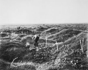 Pohled na roztroušené australské hroby podél linie OG1 na bitevním poli Pozieres, 16. září 1917 od Australian Photographer