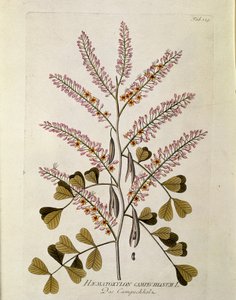 Botanická: "Campeche" (Haematoxylon campechianus) Prkno z "" Medicinalium secundum Linnaei digestarum" od Josepha Jacoba Plencka (1735-1807) 1788-1803 Soukromá sbírka od Austrian School