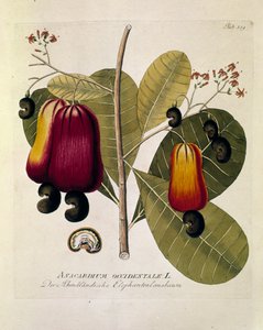 Botanický: "Kešu ořechy" (Anacardium západní) Deska nakreslená podle knihy "Medicinalium secundum Linnaei digestarum" od Josepha Jacobiho Plencka (1735-1807) 1788-1803 Soukromá sbírka od Austrian School