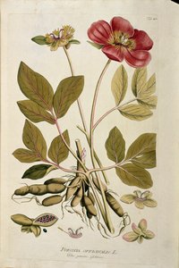 Botanická: "Pivoňka lékařská" (Poeonia officinalis) Prkno tažené z "Medicinalium secundum Linnaei digestarum" Joseph Jacobi Plenck (1735-1807) 1788-1803 Soukromá sbírka od Austrian School