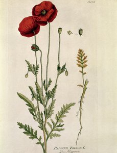 Botanická: ""Červený mák"" (Papaver rhaeas) Talíř z "" Medicinalium secundum Linnaei Digestarumó od Josepha Jacobiho Plencka (1735-1807) 1788-1803 Soukromá sbírka od Austrian School
