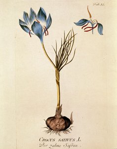 Botanický: "Šafrán setý" (Crocus sativum) Deska nakreslená podle knihy "Medicinalium secundum Linnaei digestarum" od Josepha Jacobiho Plencka (1735-1807) 1788-1803 Soukromá sbírka od Austrian School