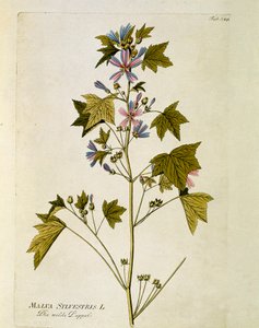 Botanická: "velký purpurový" (Malva sylvestris) talíř čerpaný z "" Medicinalium secundum Linnaei digestarum" od Josepha Jacoba Plencka (1735-1807) 1788-1803 Soukromá sbírka od Austrian School