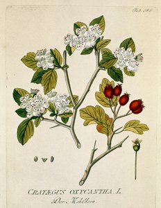 Botanický: "aubepin trnitý" (Crataegus oxycantha) Prkno čerpáno z knihy "Medicinalium secundum Linnaei digestarum" od Josepha Jacobiho Plencka (1735-1807) 1788-1803 Soukromá sbírka od Austrian School
