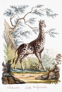 Žirafa, 1794 od Austrian School