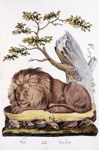 Lev, 1794 od Austrian School
