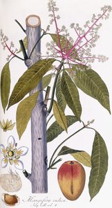 Mangifera indica od Austrian School