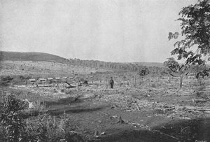 Nová kávová plantáž, Nová kávová plantáž, 1895