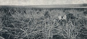 Manioková plantáž, 1895